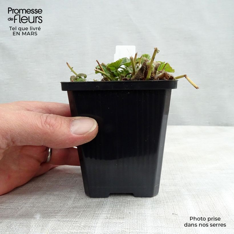 Exemplar von Geum coccineum Borisii - Scharlachrote Nelkenwurz Kleine Töpfe von 8/9 cm wie im Frühjahr geliefert