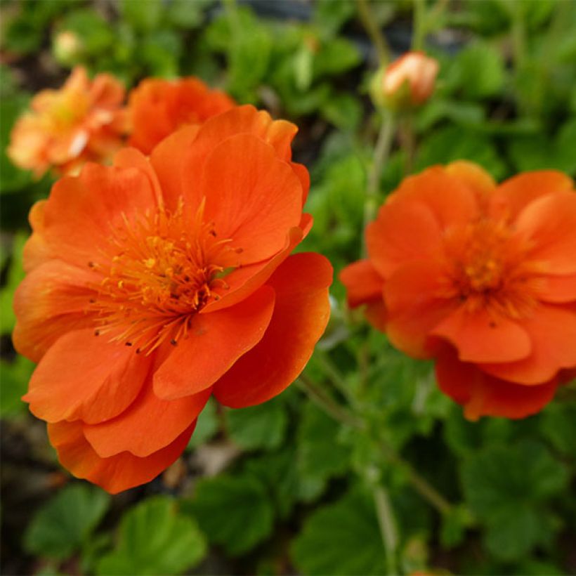 Geum coccineum Feuermeer - Scharlachrote Nelkenwurz (Flowering)