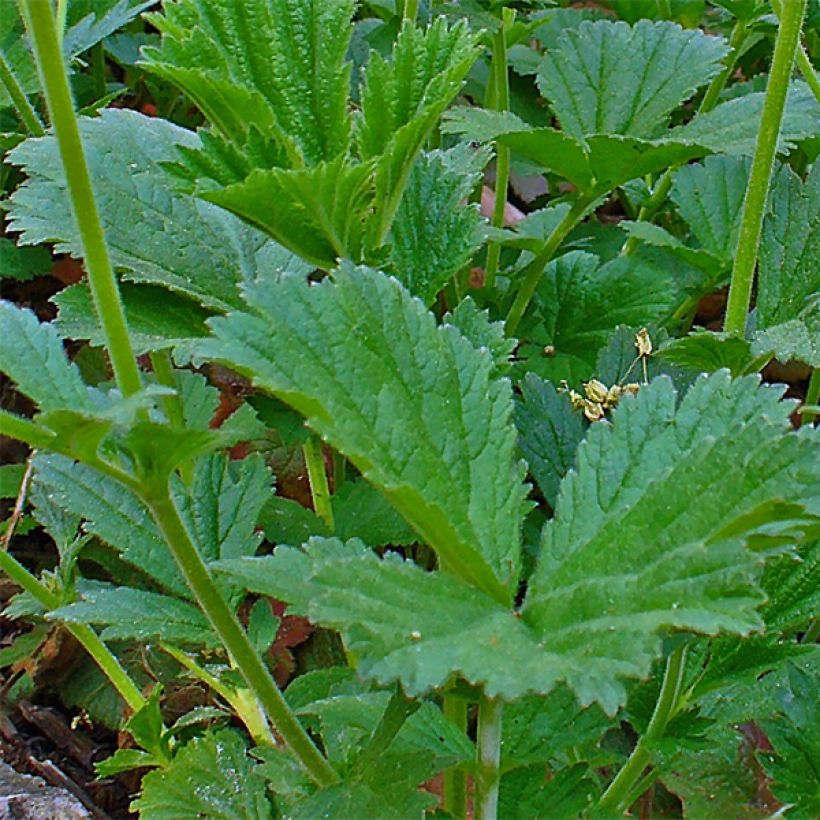 Geum coccineum Karlskaer - Scharlachrote Nelkenwurz (Foliage)