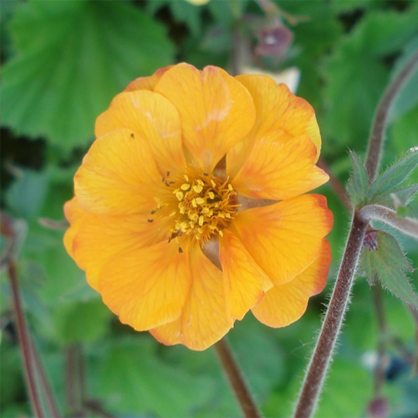 Geum coccineum Karlskaer - Scharlachrote Nelkenwurz (Flowering)