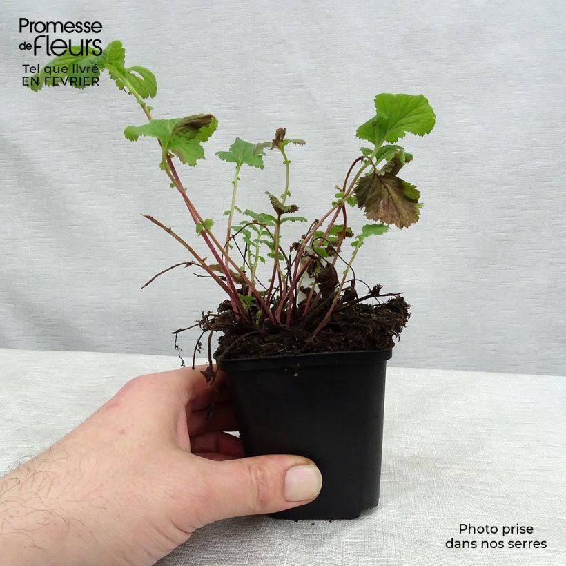 Exemplar von Geum coccineum Karlskaer - Scharlachrote Nelkenwurz Kleine Töpfe von 8/9 cm wie im Winter geliefert