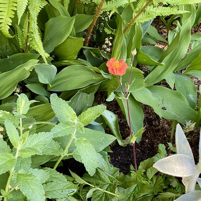 Geum coccineum Koi - Scharlachrote Nelkenwurz (Plant habit)