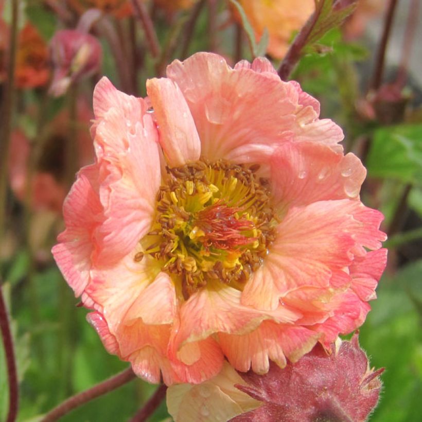 Geum rivale Mai tai - Bach-Nelkenwurz (Flowering)