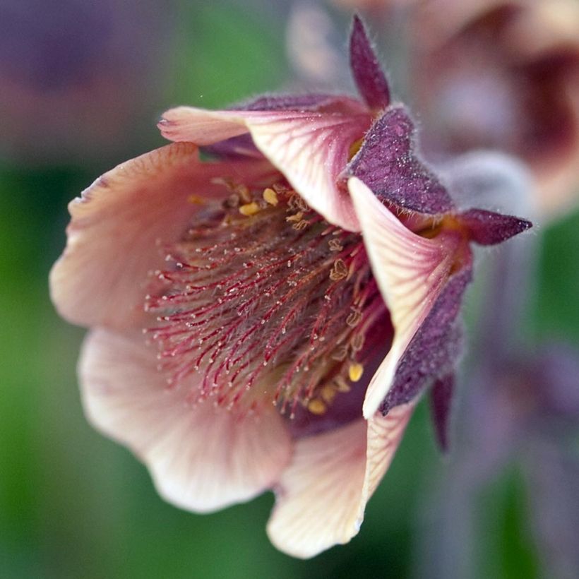 Geum rivale - Bach-Nelkenwurz (Flowering)
