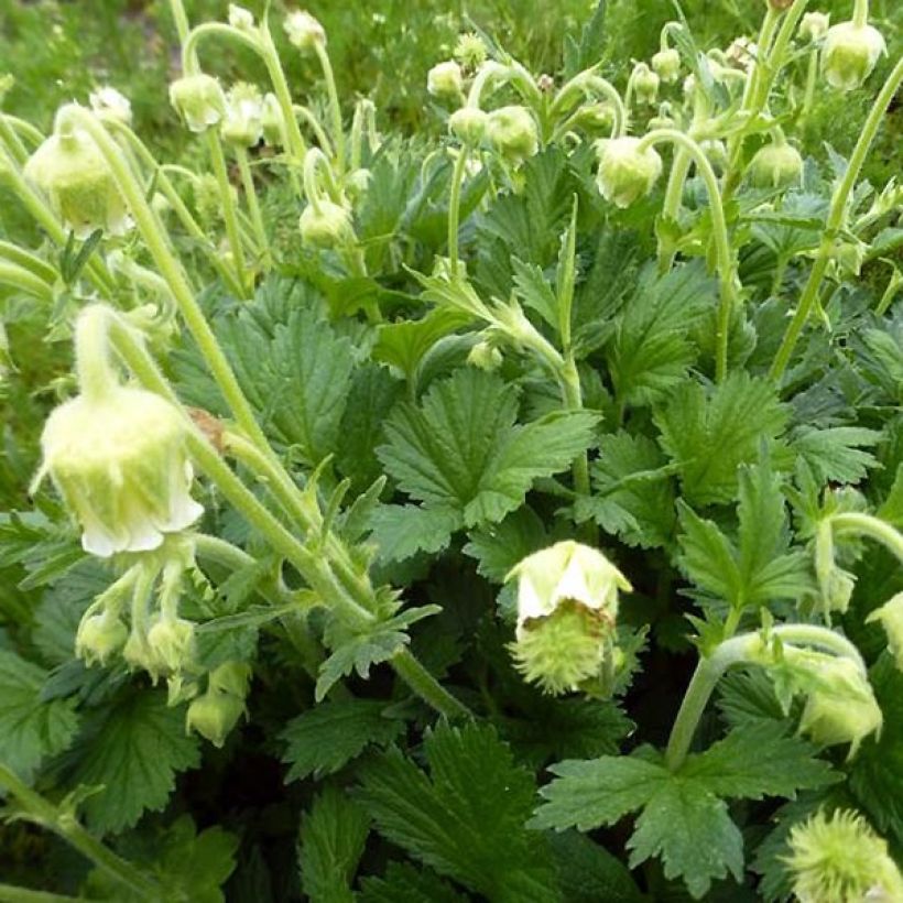 Geum rivale Album - Bach-Nelkenwurz (Foliage)