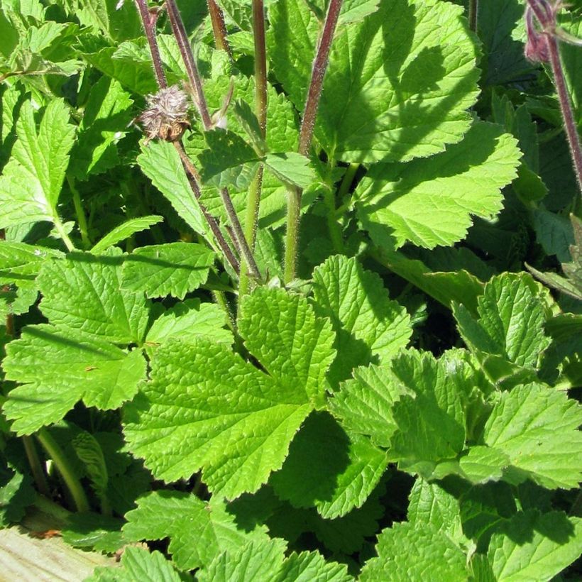 Geum rivale - Bach-Nelkenwurz (Foliage)