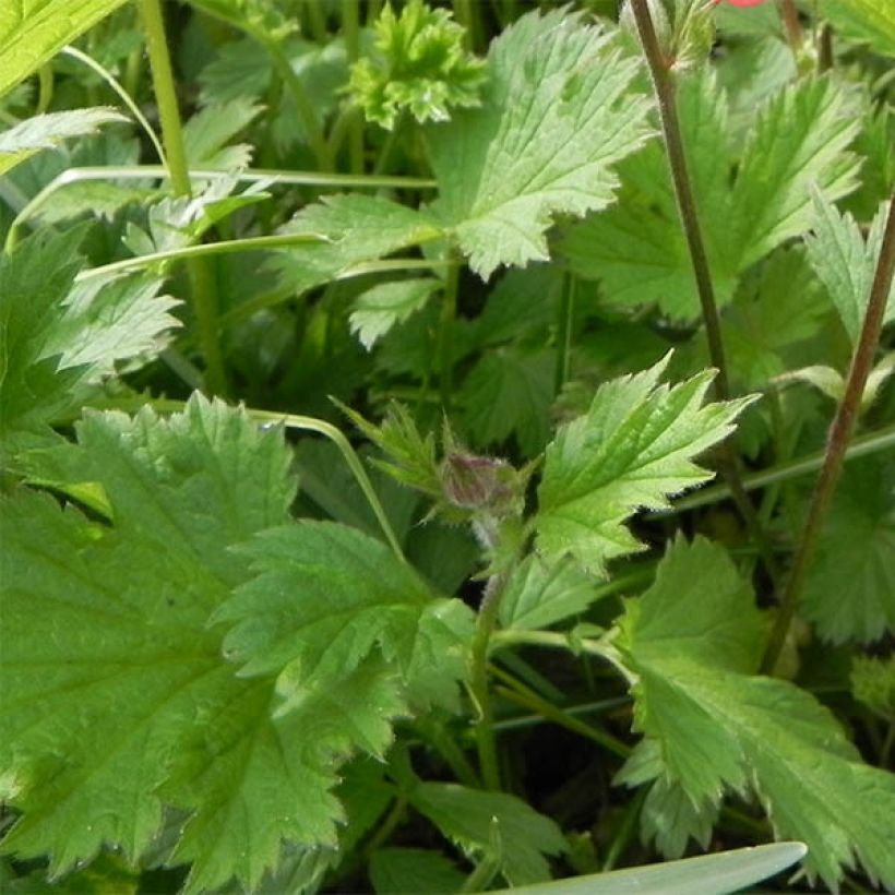 Geum rivale Leonard's Variety - Bach-Nelkenwurz (Foliage)