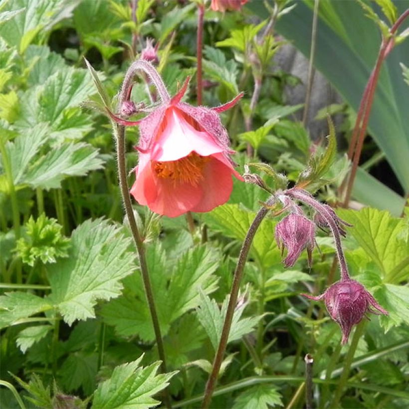 Geum rivale Leonard's Variety - Bach-Nelkenwurz (Flowering)