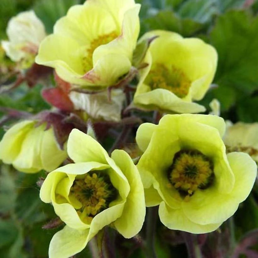 Geum rivale Lionel Cox - Bach-Nelkenwurz (Flowering)