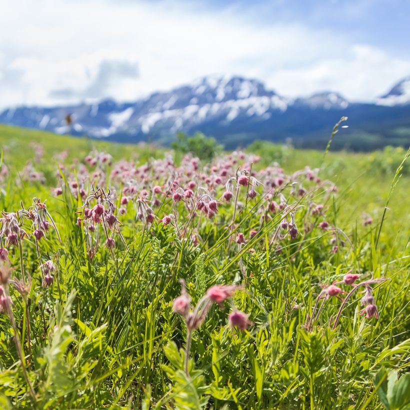 Geum triflorum - Dreiblütige Nelkenwurz (Plant habit)