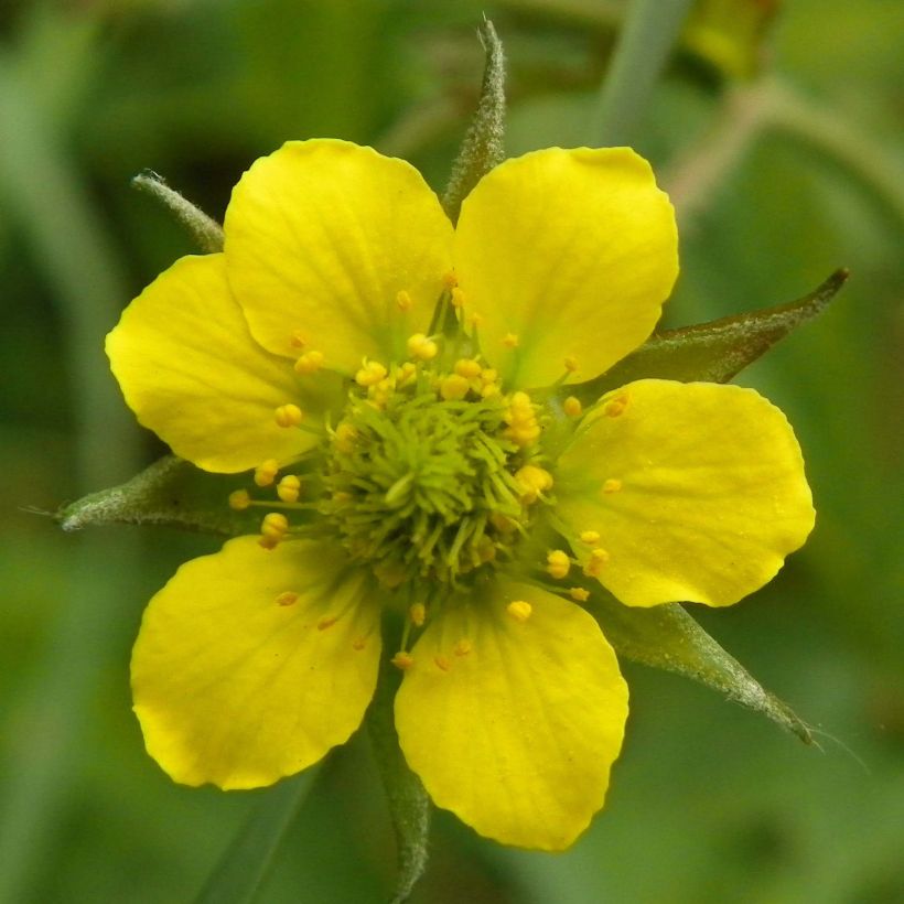 Geum urbanum - Echte Nelkenwurz (Flowering)