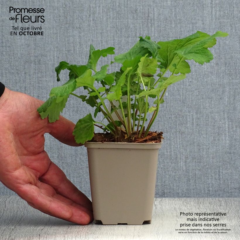 Example of Geum urbanum - Echte Nelkenwurz Kleine Töpfe von 8/9 cm as you get in automne