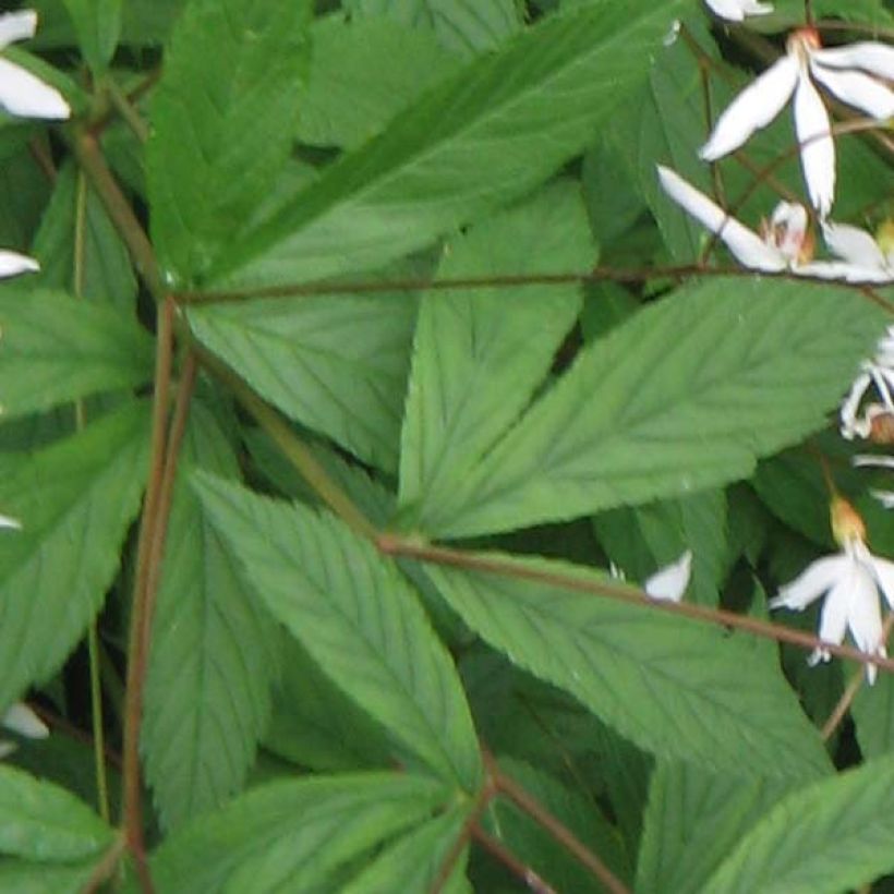 Gillenia trifoliata - Nördliche Dreiblattspiere (Foliage)