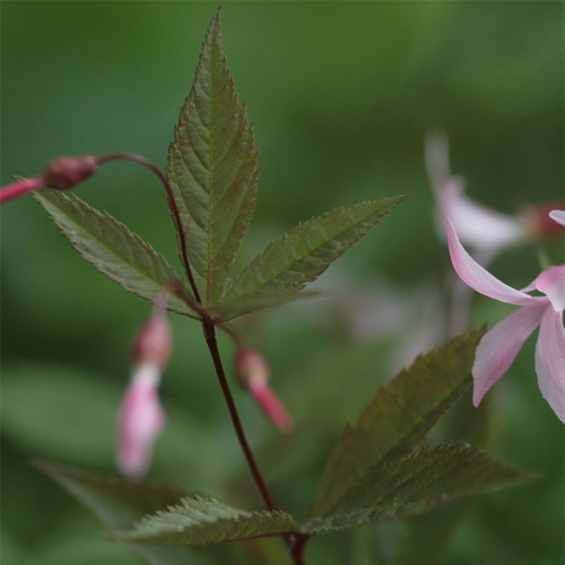 Gillenia trifoliata Pink Profusion - Nördliche Dreiblattspiere (Foliage)