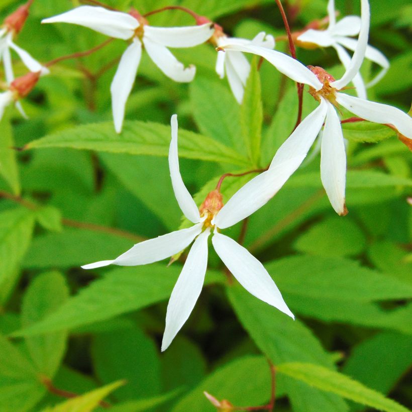 Gillenia trifoliata - Nördliche Dreiblattspiere (Flowering)