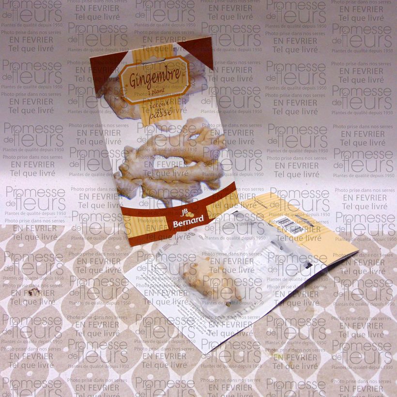 Example of Ingwer - Zingiber officinale Wurzelnackt as you get