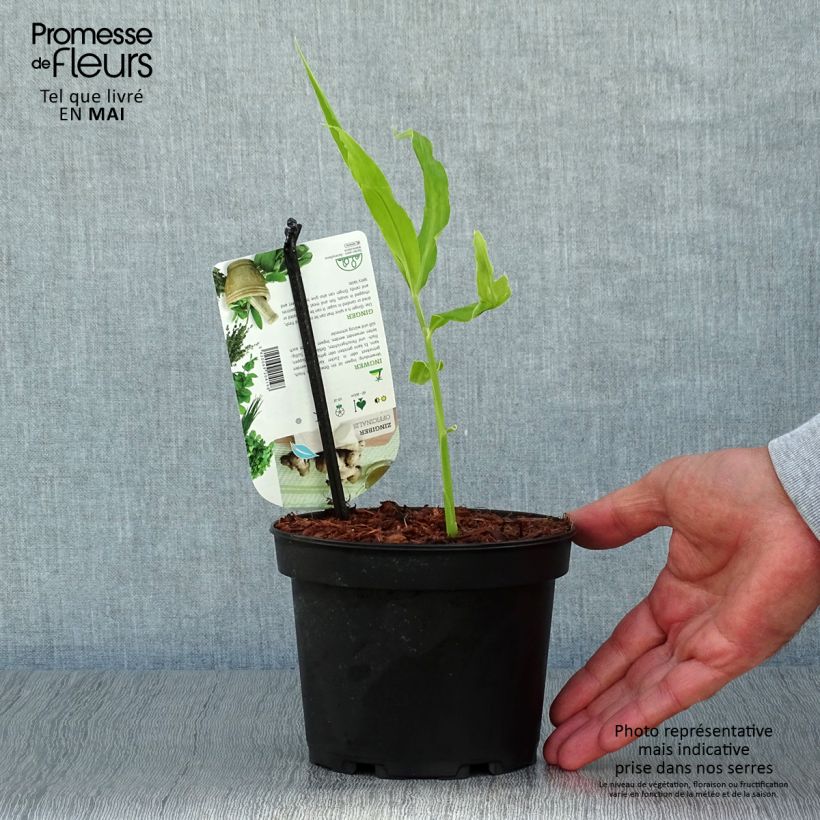 Example of Ingwer - Zingiber officinale Topf mit 1,5L/2L as you get in printemps
