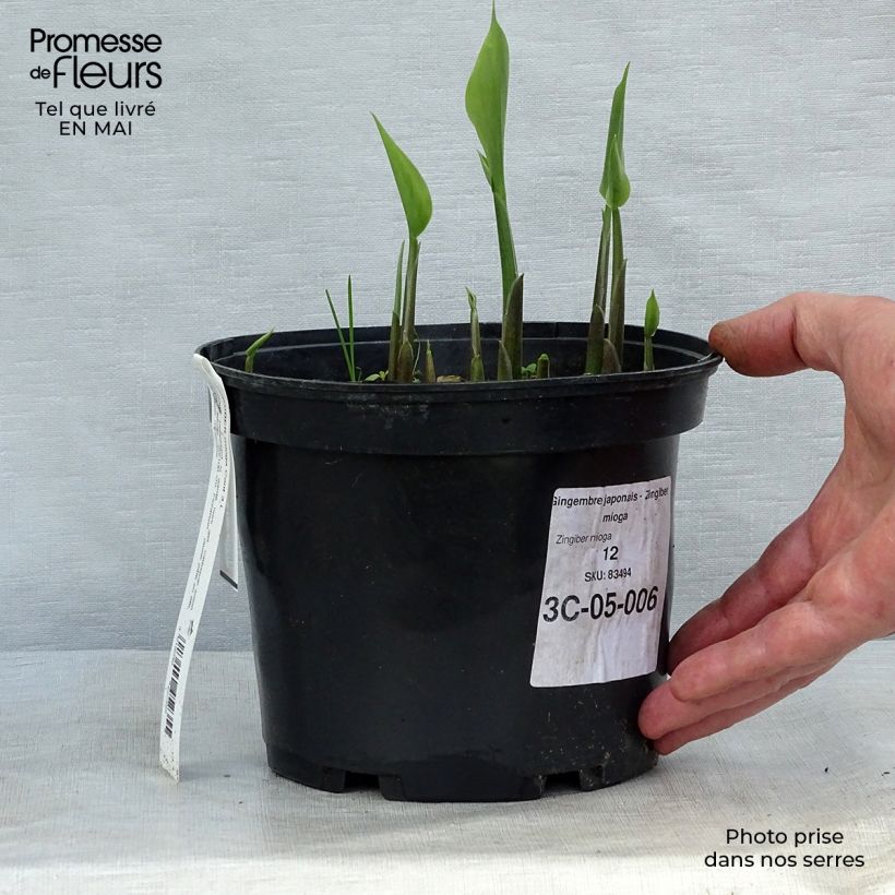 Exemplar von Japanischer Ingwer - Zingiber mioga Topf mit 1,5L/2L wie im Frühjahr geliefert