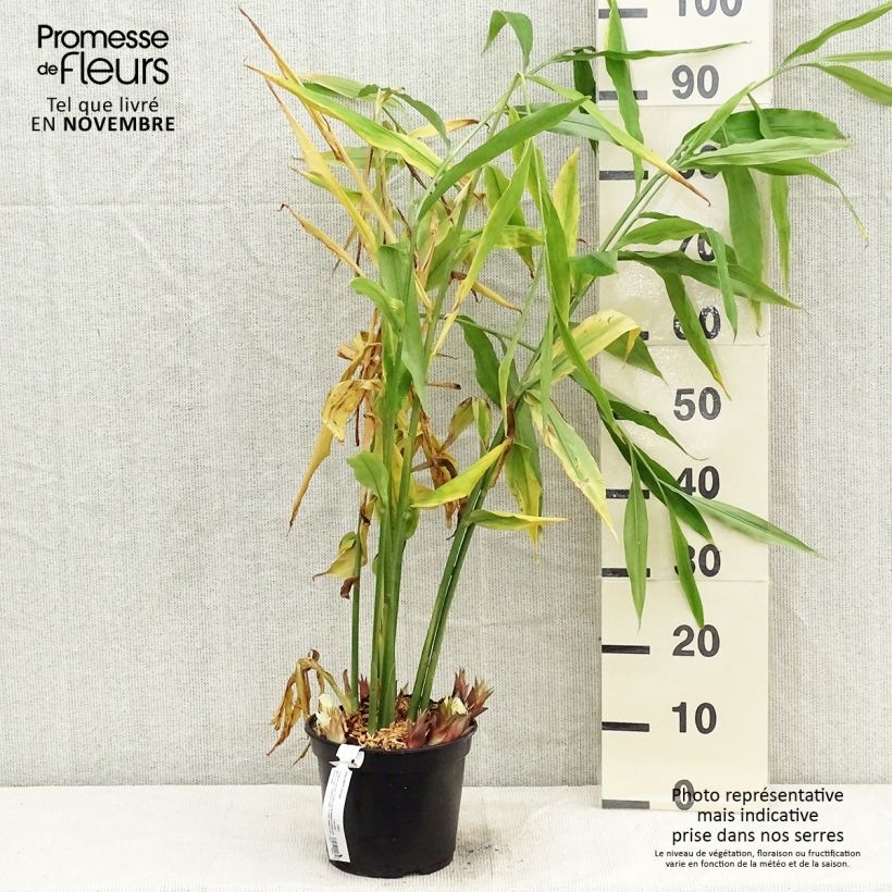 Example of Japanischer Ingwer - Zingiber mioga Topf mit 1,5L/2L as you get in automne