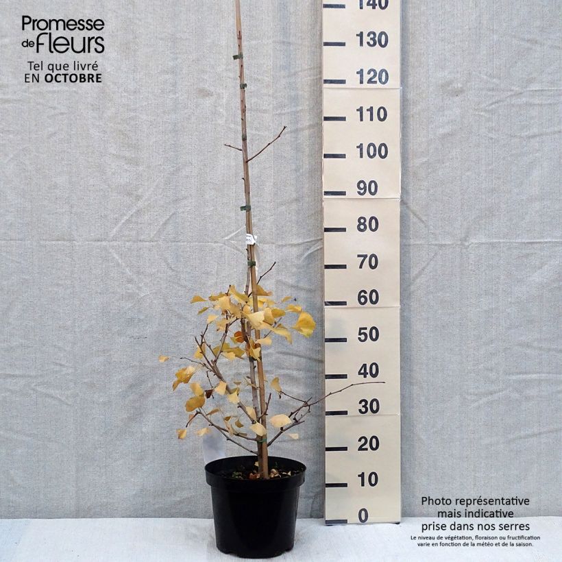 Example of Ginkgo biloba Blagon - Fächerblattbaum Topf mit 7,5L/10L as you get in automne