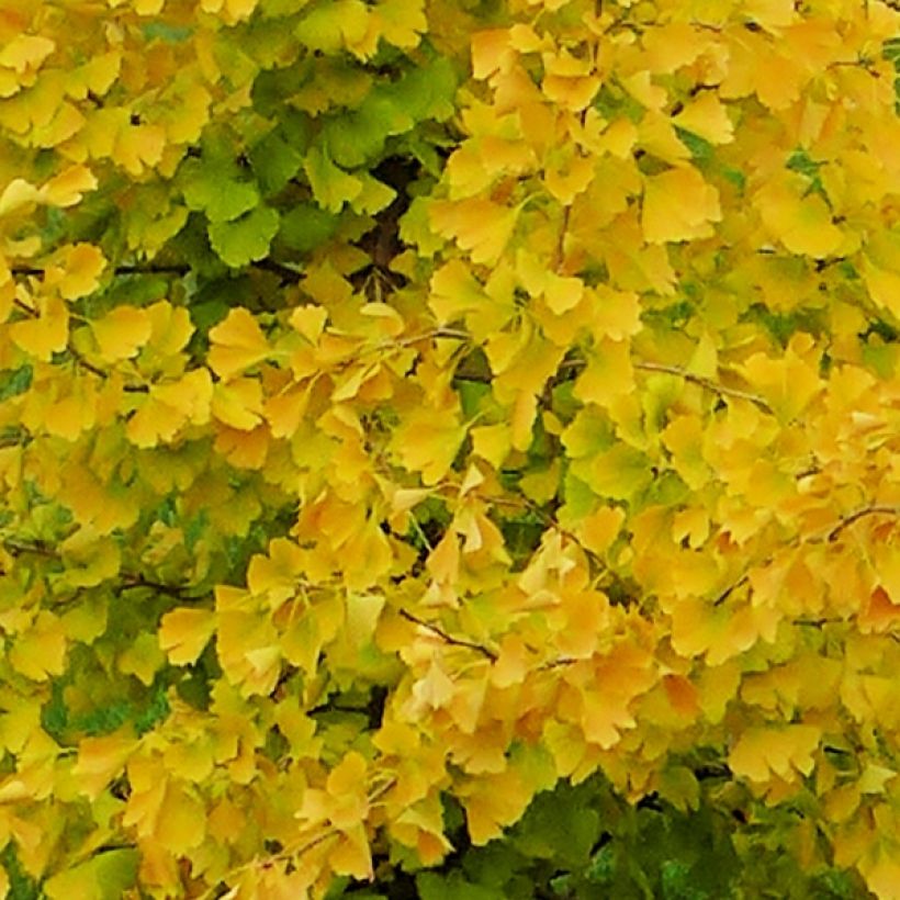 Ginkgo biloba fastigiata Gold Flame - Fächerblattbaum (Laub)