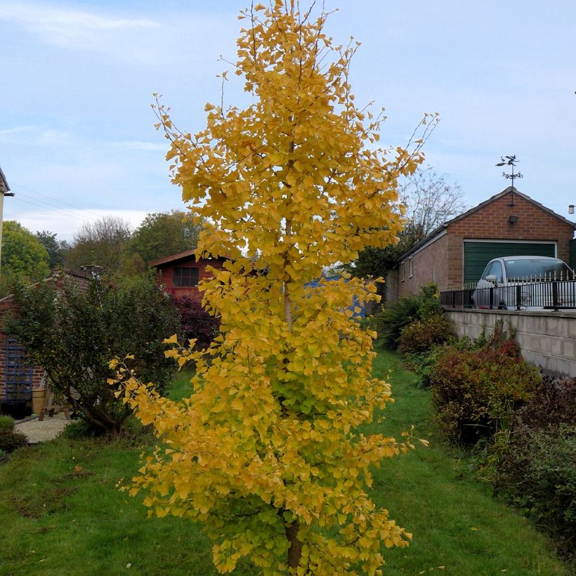 Ginkgo biloba fastigiata Gold Flame - Fächerblattbaum (Hafen)