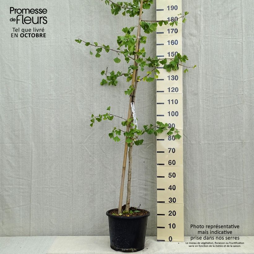 Example of Ginkgo biloba - Fächerblattbaum Topf mit 7,5L/10L as you get in automne