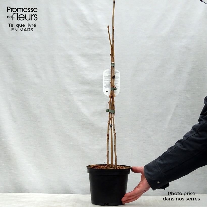 Exemplar von Ginkgo biloba - Fächerblattbaum Topf mit 2L/3L wie im Winter geliefert