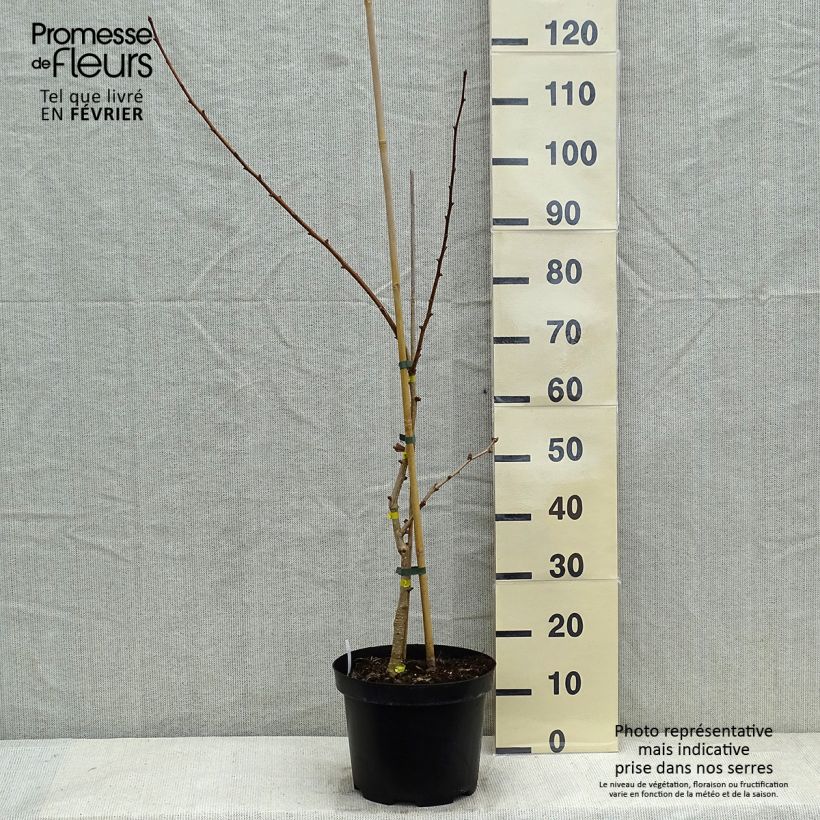 Exemplar von Ginkgo biloba Autumn Gold - Fächerblattbaum Topf mit 6L/7L wie im Winter geliefert