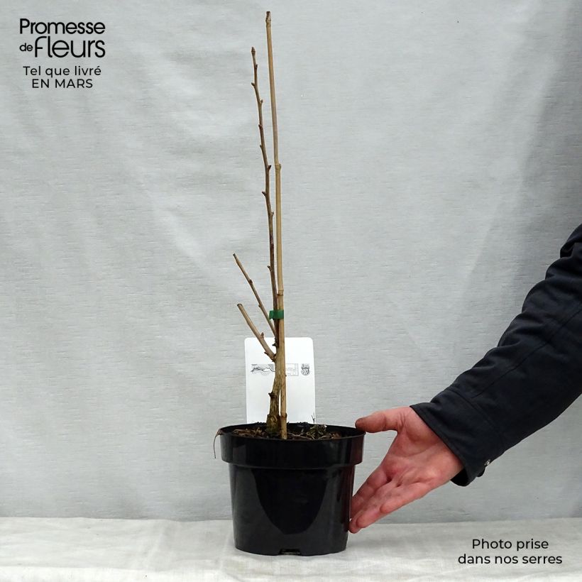 Exemplar von Ginkgo biloba Blagon - Fächerblattbaum Topf mit 1L/1,5L wie im Frühjahr geliefert