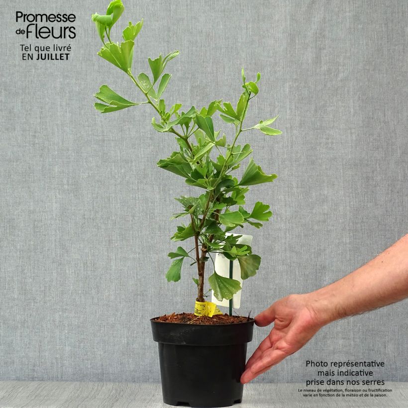 Example of Ginkgo biloba Blagon - Fächerblattbaum Topf mit 1,5L/2L as you get in ete