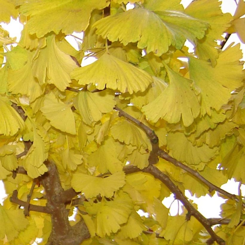 Ginkgo biloba Horizontalis - Fächerblattbaum (Foliage)