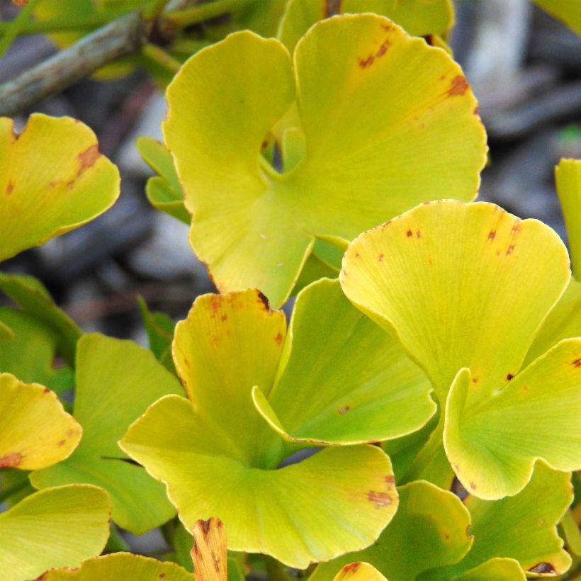 Ginkgo biloba Mariken - Fächerblattbaum (Laub)