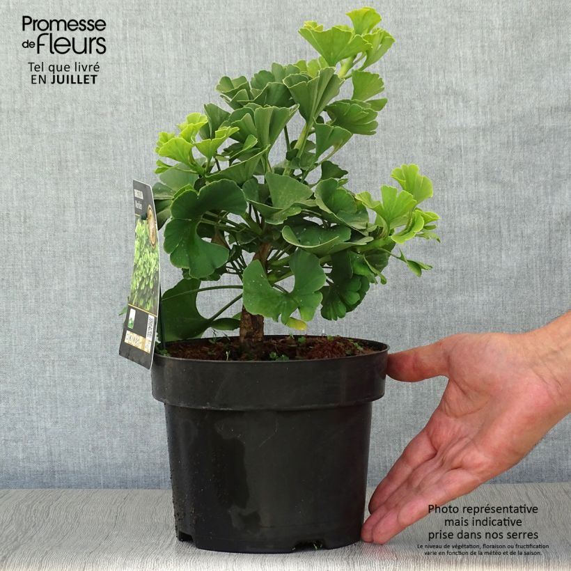 Exemplar von Ginkgo biloba Mariken - Fächerblattbaum Topf mit 2L/3L, Strauch wie im Sommer geliefert