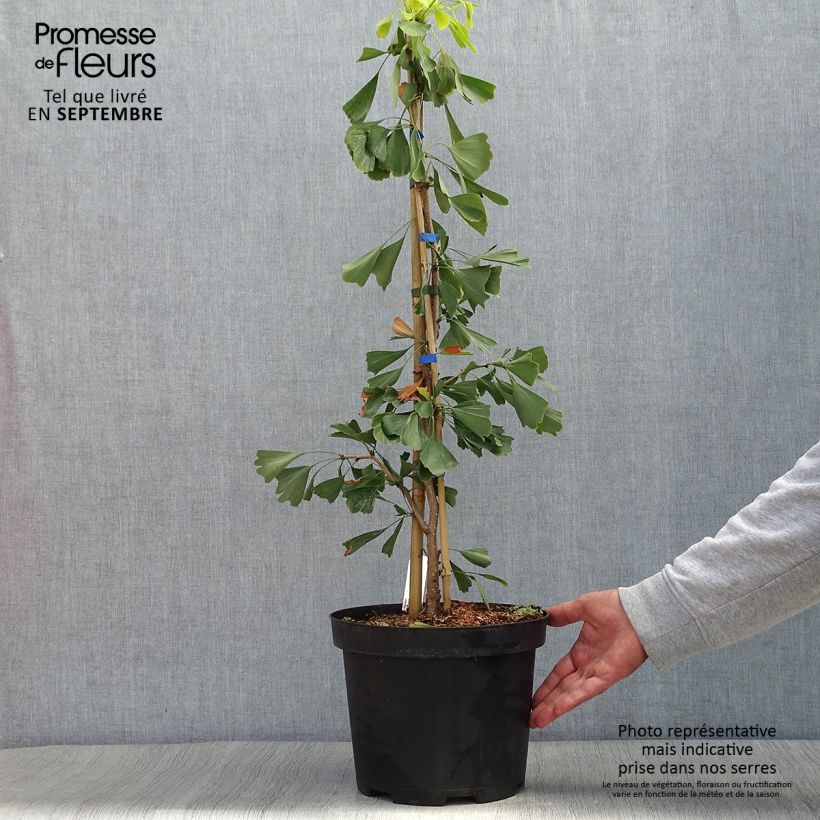 Example of Ginkgo biloba Saratoga - Fächerblattbaum Topf mit 7,5L/10L as you get in automne