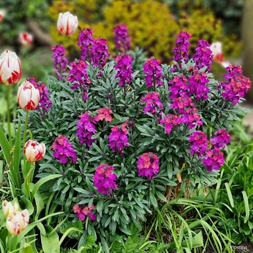 Garten-Goldlack Colour Vibe Purple - Erysimum  (Wuchs)