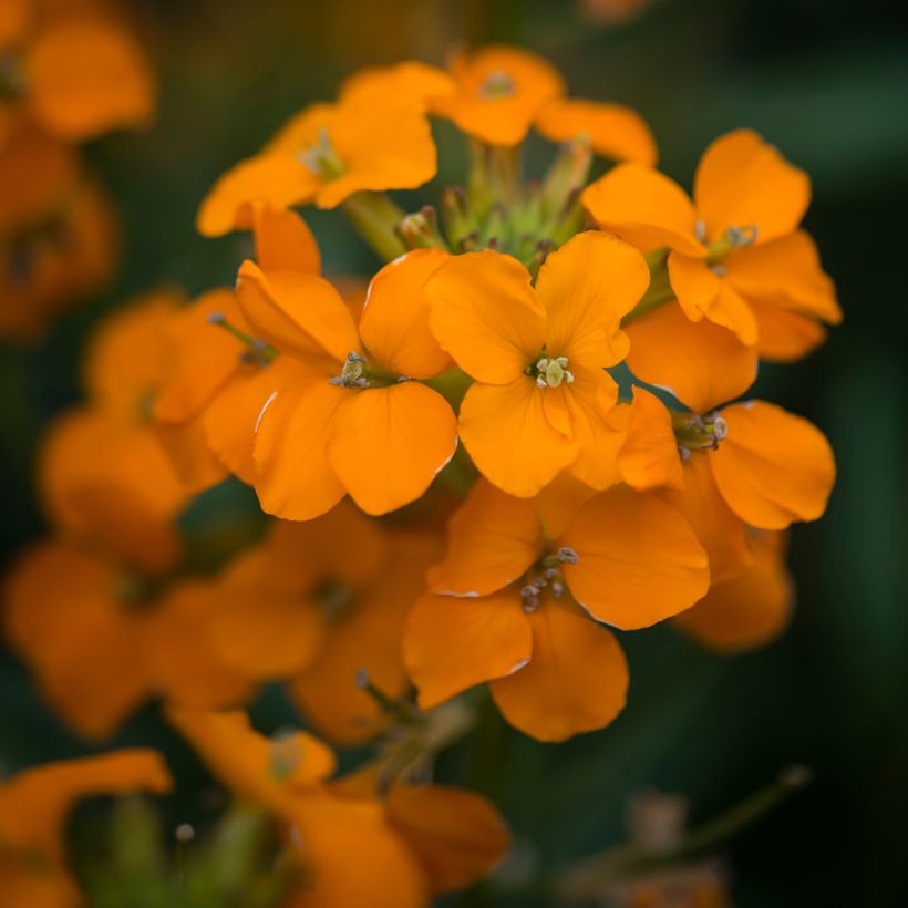 Garten-Goldlack Apricot Twist - Erysimum (Flowering)
