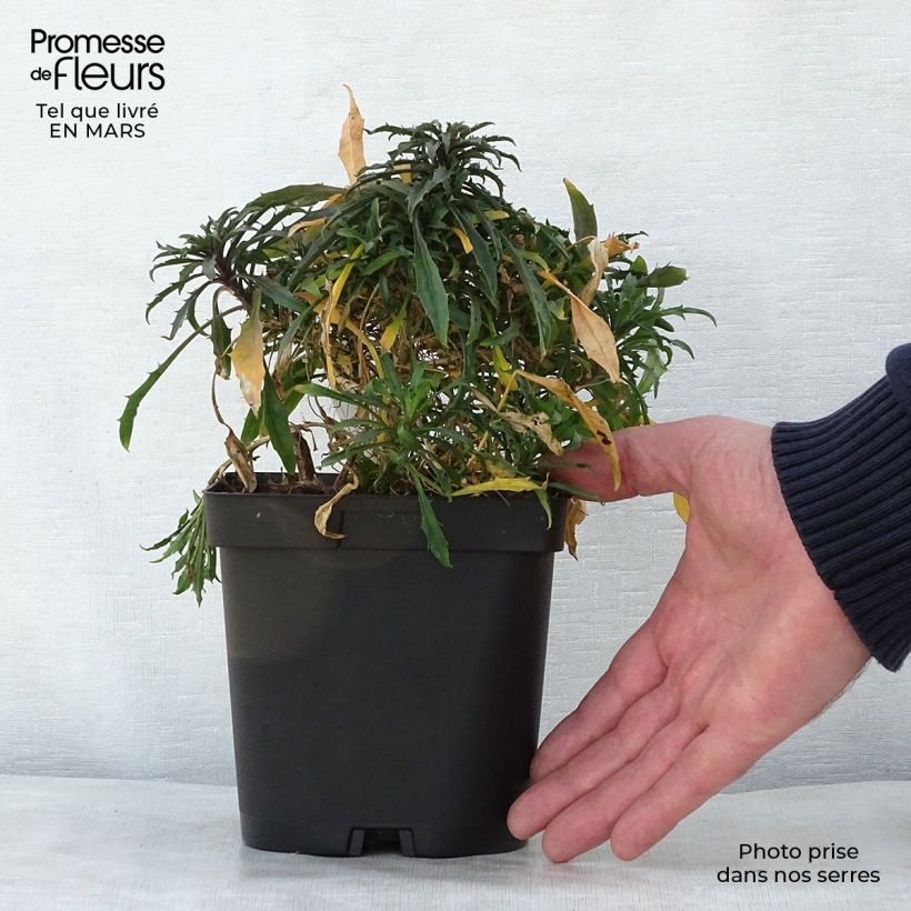 Exemplar von Garten-Goldlack Constant Cheer - Erysimum Topf mit 2L/3L wie im Frühjahr geliefert