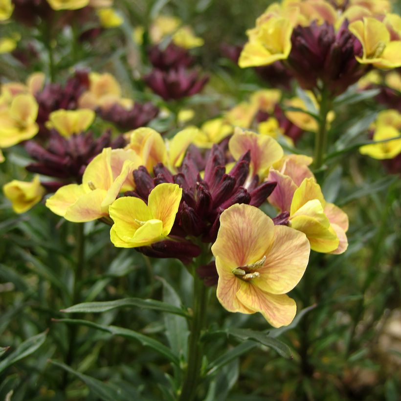 Garten-Goldlack John Codrington - Erysimum (Flowering)