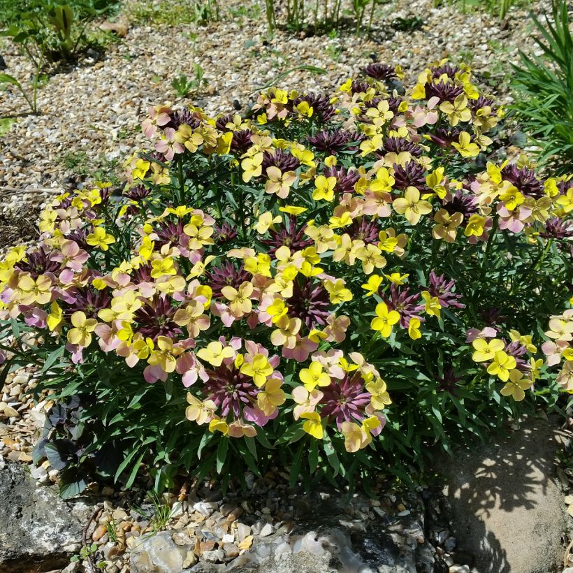 Garten-Goldlack John Codrington - Erysimum (Plant habit)