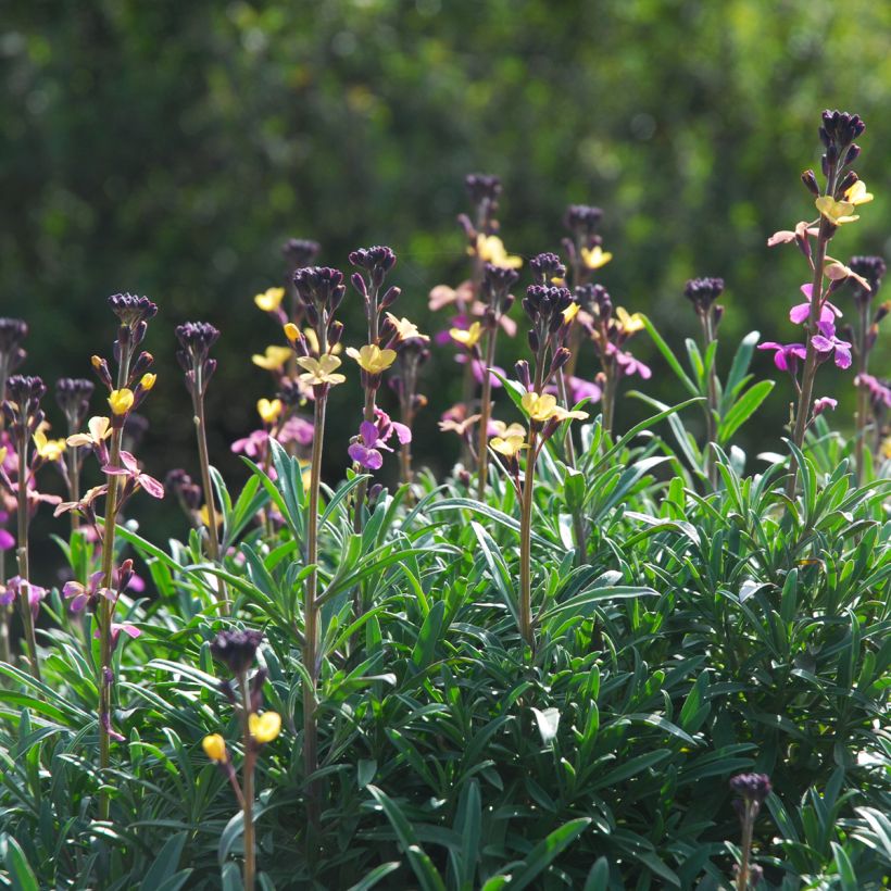 Garten-Goldlack - Erysimum mutabile (Plant habit)