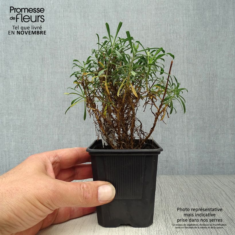Example of Garten-Goldlack Bowles Mauve - Erysimum Kleine Töpfe von 8/9 cm as you get in automne