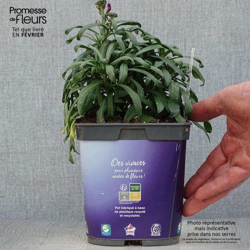 Exemplar von Garten-Goldlack Bowles Mauve - Erysimum Topf mit 2L/3L wie im Winter geliefert