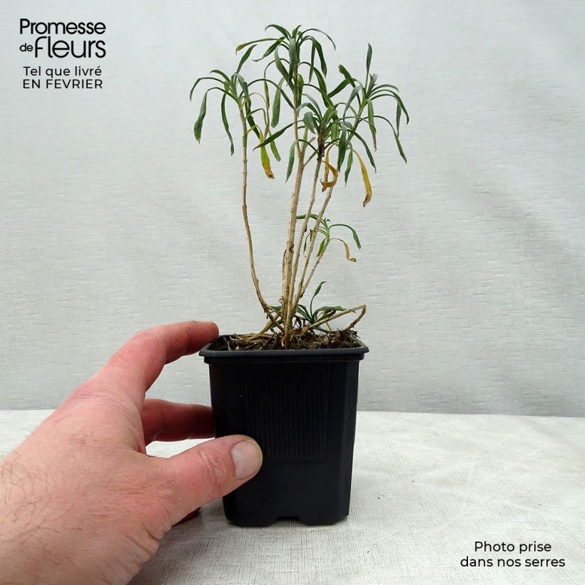 Exemplar von Garten-Goldlack Bowles Mauve - Erysimum Kleine Töpfe von 8/9 cm wie im Winter geliefert