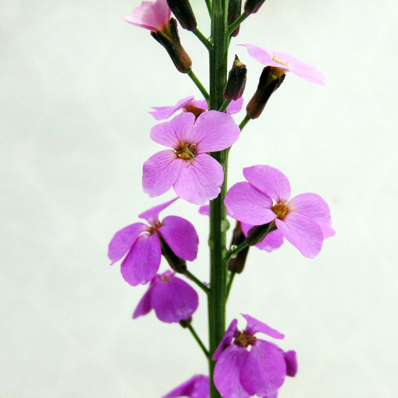 Garten-Goldlack Bowles Mauve - Erysimum (Flowering)