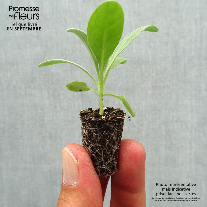 Example of Levkoje Heritage Pink - Matthiola incana Mini-Plug Ø 1,5/2,5 cm as you get in automne
