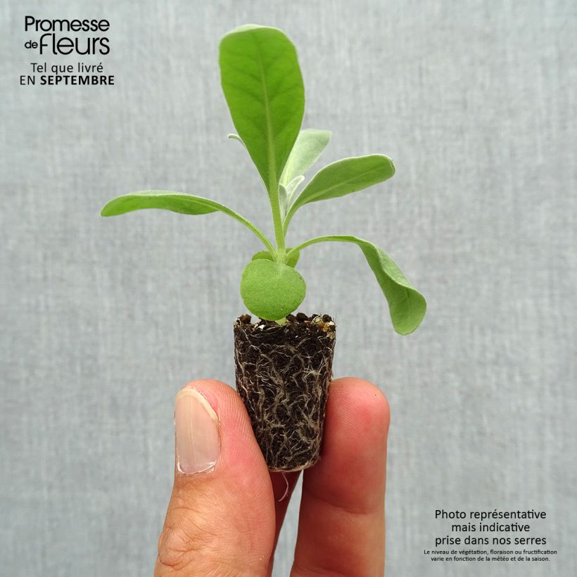 Example of Levkoje Heritage White - Matthiola incana Mini-Plug Ø 1,5/2,5 cm as you get in automne