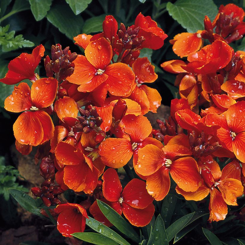 Garten-Goldlack Bedder Scarlet - Erysimum (Flowering)