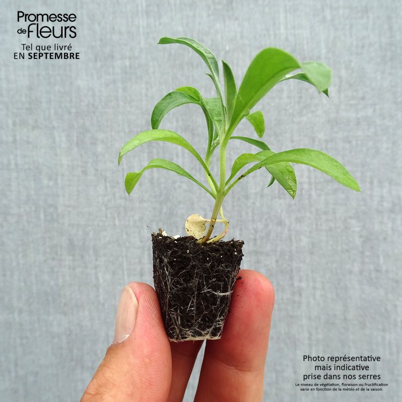Example of Garten-Goldlack Bedder Scarlet - Erysimum Mini-Plug Ø 3/4 cm as you get in automne