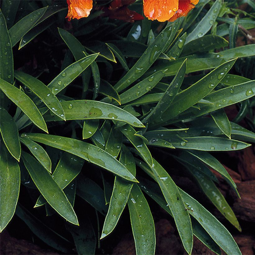 Garten-Goldlack Bedder Vulcan brune - Erysimum (Foliage)